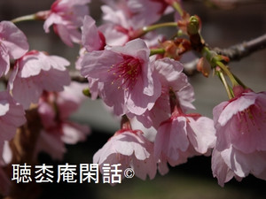 松戸の河津桜