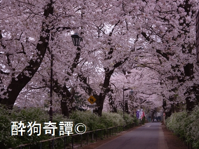 松戸・本土寺の桜 in 2013