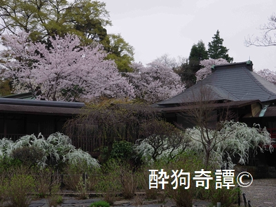 松戸・本土寺の桜 in 2013