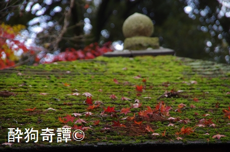 松戸・本土寺の紅葉　2014