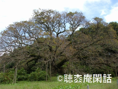 吉高の大桜　- 印旛沼観光 Vol.4 -